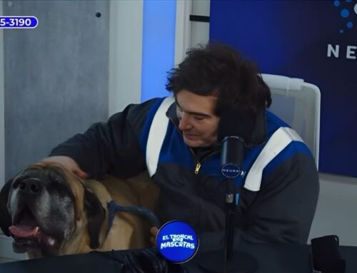 President Milei Showcases Compassion and Dedication to Animal Welfare, Joined by Beloved Companion Conan